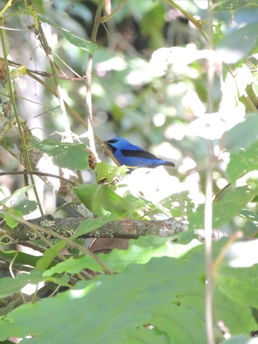 Shining Honeycreeper (Cyanerpes lucidus), photo 7