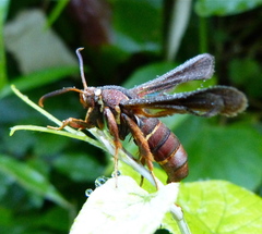 Vitacea polistiformis