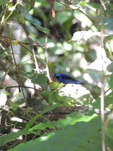 Shining Honeycreeper (Cyanerpes lucidus), photo 8