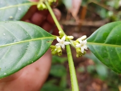 Ronabea latifolia