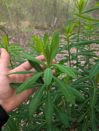 Euphorbia purpurea, photograph 4