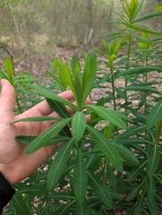 Euphorbia purpurea, photograph (c) Connor McInerney, some rights reserved (CC BY)