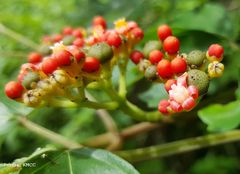 Leea guineensis image