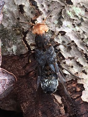 Dinothenarus capitatus