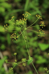 Bupleurum longiradiatum