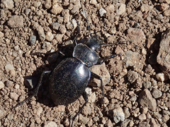 Calosoma luxatum