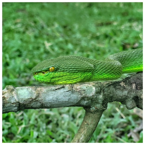 Spot-tailed Pitviper