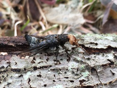 Dinothenarus capitatus