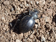 Calosoma luxatum
