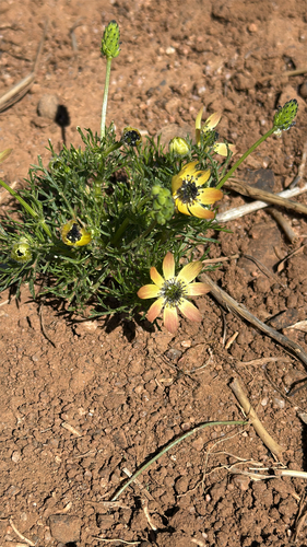 Yellow Pheasant's-eye