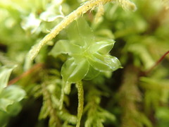 Plagiomnium venustum