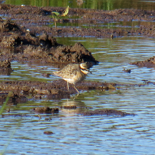 iNaturalist image