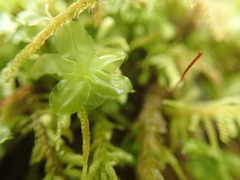 Plagiomnium venustum