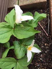 Trillium ovatum