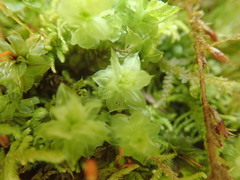 Plagiomnium venustum