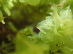 Plagiomnium venustum