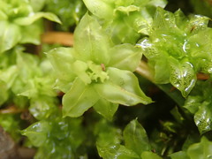 Plagiomnium venustum