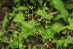 Bupleurum longiradiatum