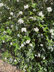 Viburnum × burkwoodii