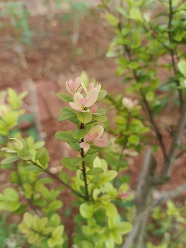 Syzygium buxifolium observed 2026-05-09