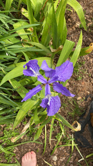 Iris tectorum