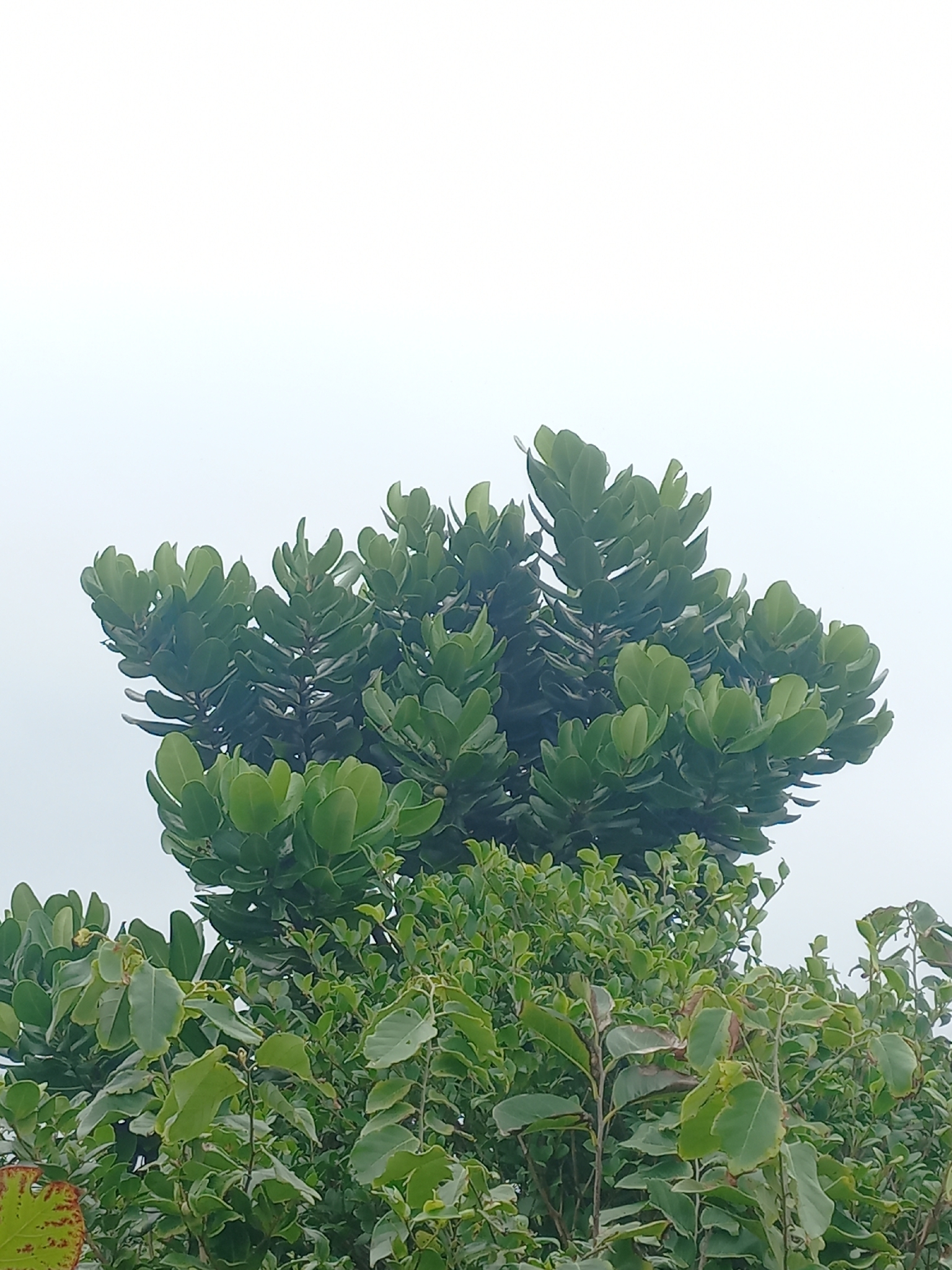 Mimusops coriacea