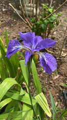 Iris tectorum