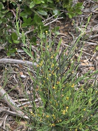 Poet's Cassia