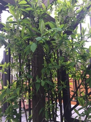 Oemleria cerasiformis