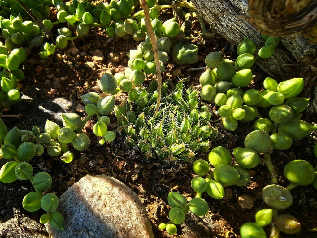 Haworthia arachnoidea, Eden, ZA-WC, ZA