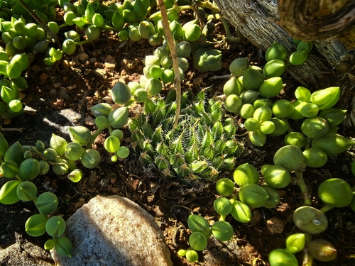 Haworthia arachnoidea