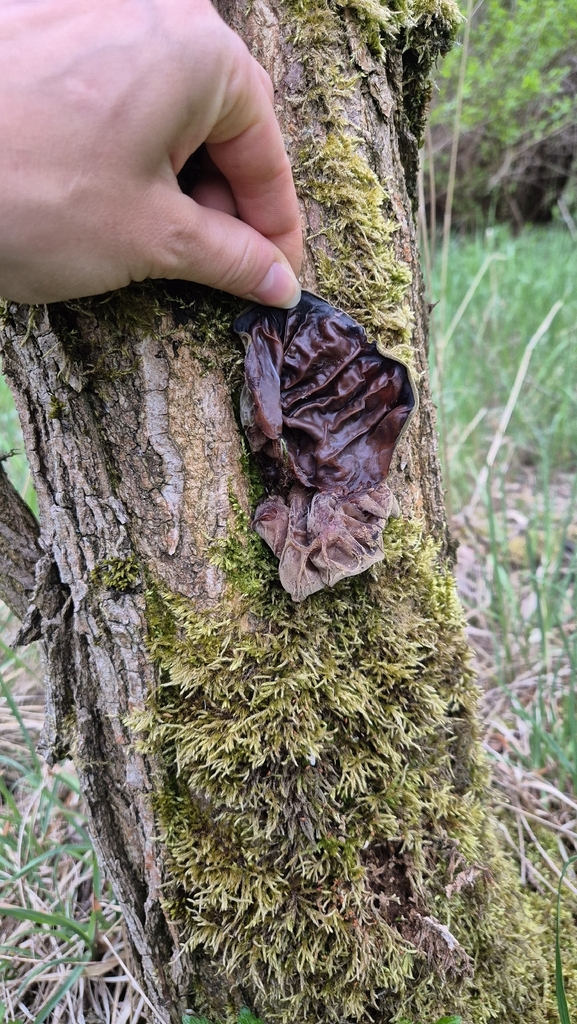Auricularia auricula-judae · May 2026 · photo: © zuzanna45537 (iNaturalist, cc-by)