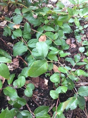 Gaultheria shallon