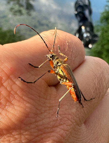 variable longhorn beetle