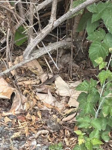 iNaturalist observation photo of Western Fence Lizard