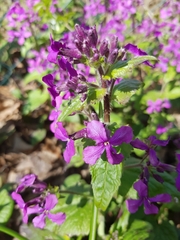 Lunaria annua