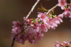Prunus campanulata