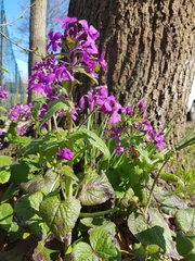 Lunaria annua