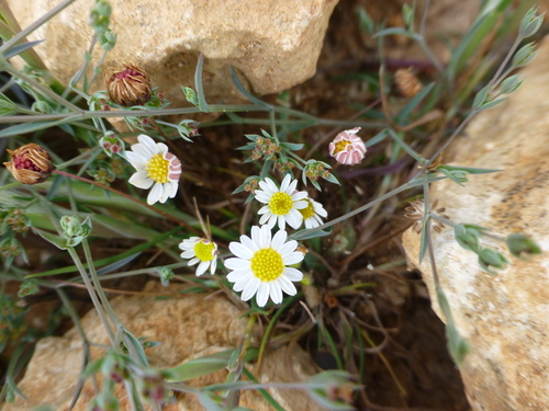 Bellium bellidioides, photograph 2