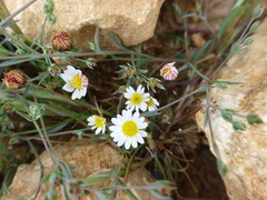Bellium bellidioides, photograph (c) Sheelagh Halsey, some rights reserved (CC BY)