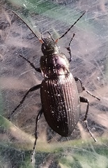 Poecilus cupreus