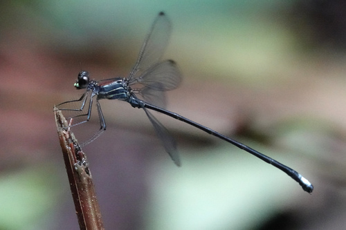 Philogenia augusti