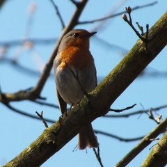 Erithacus rubecula
