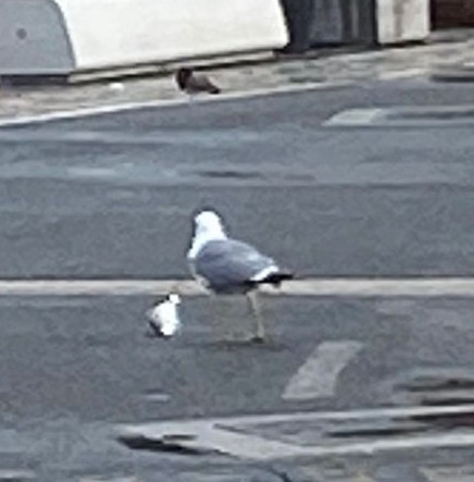 Avistamiento Gaviota patiamarilla