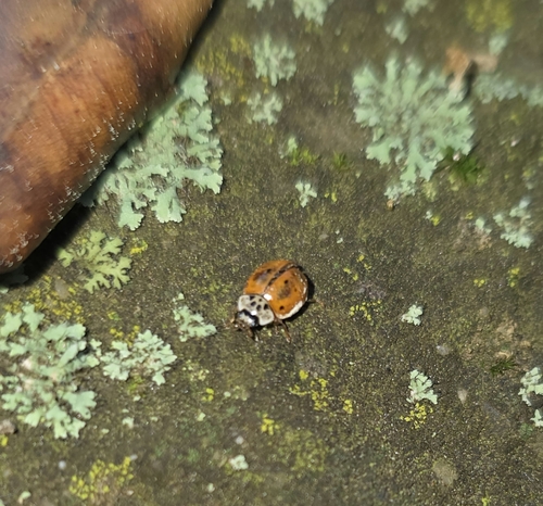 10-spot Ladybird