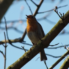 Erithacus rubecula