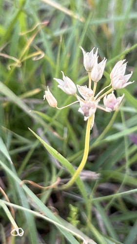 Allium drummondii, photograph 3