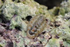Acanthochitona