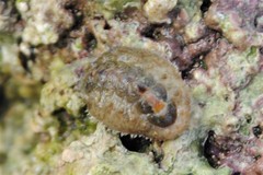 Acanthochitona