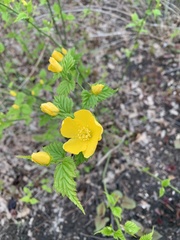 Kerria japonica